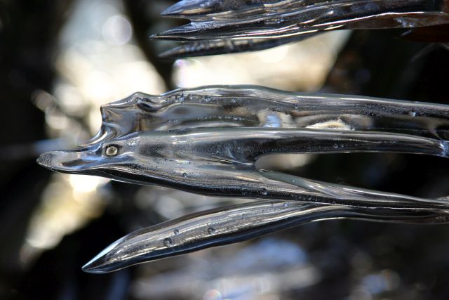 Eisfisch.jpg