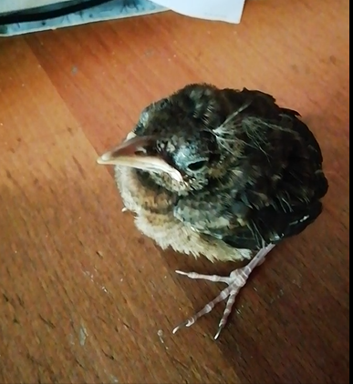 kleine amsel.png