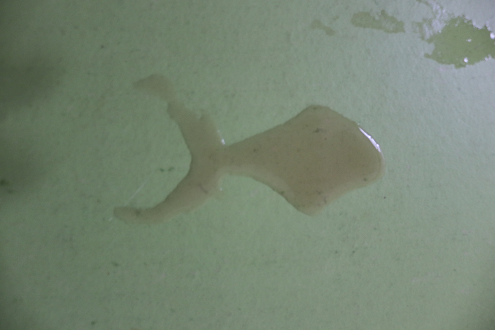 Wassertropfen Fisch.JPG