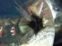 P6090115 Nemo und seeigel.JPG
