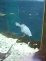 P6090067 Risen Fisch.JPG