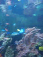 P6090118  nOch mehr Fische.JPG