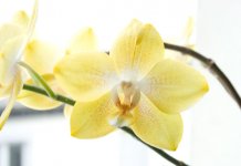 Orchidee-kleiner.jpg