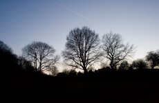 Wald.jpg