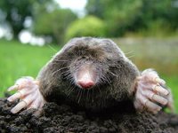 250px-Close-up_of_mole.jpg