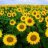 Sonnenblume