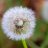 Pusteblume